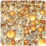 Псилоцибиновые (галлюциногенные)  грибы Psilocybin "Golden Teacher" в Иланском