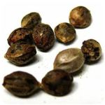 Семена марихуаны АК-47  (Seeds AK-47) в Иланском